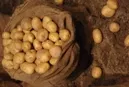 58. Internationale Kartoffel-Herbstbrse 
