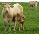 Fruchtbarkeit in Rinderbestnden 