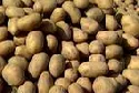 Genkartoffeln