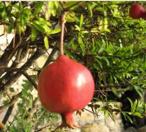 Granatapfel-Entkerner