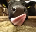 Holstein-Schau