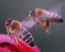 Honigbiene 