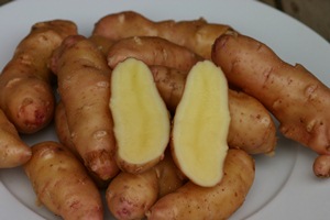 Kartoffelsorte Rosa Tannenzapfen