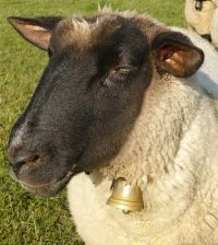 Kstenschutz-Schafe