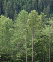 Nachhaltige Waldbewirtschaftung