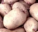 Strkekartoffel