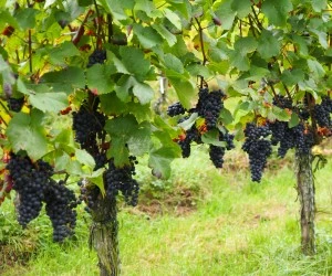 Weinbau und Klimawandel