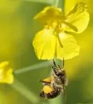 Wirtschaftliches Schwergewicht: Die Honigbiene
